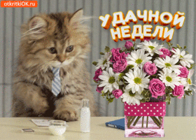 Открытка Открытки желаю удачи - Котенок в галстуке и букет цветов: открытка с днем недели | Красивая открытка #146