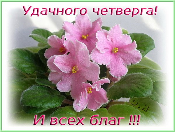 Открытка С четвергом - Розовые фиалки на открытке  Праздничное поздравление | Красивая открытка #43