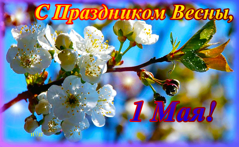 Открытка 1 мая - Цветущая вишня на фоне голубого неба | Красивая открытка #68