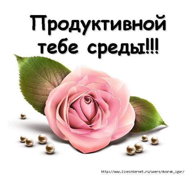 Открытка Среда - Розовая роза на открытке: нежные поздравления | Красивая открытка #53
