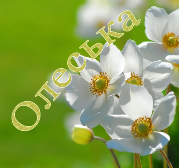 Открытка открытки с именем Олеся  - Белые анемоны на зеленом фоне  открытка | Красивая открытка #11