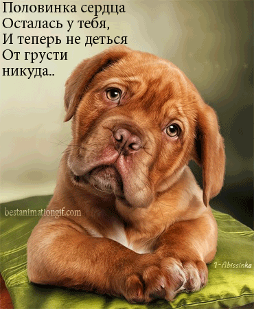 Открытка Открытки скучаю по тебе - Милый щенок: открытка с щенком французского бульдога | Красивая открытка #33