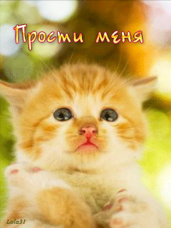 Открытка Прости - Милый котенок: Открытка с котенком для поздравлений | Красивая открытка #46