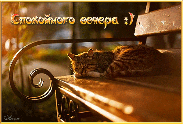Открытка Открытки добрый вечер - Котенок на скамейке: теплая открытка с котенком | Красивая открытка #95