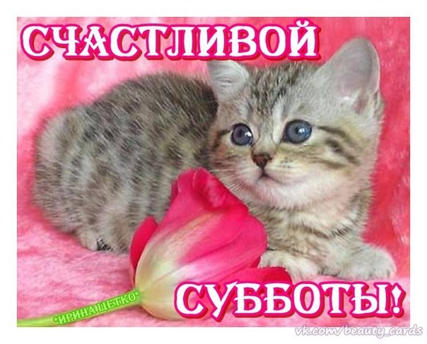 Открытка открытки с пожеланиями хорошей субботы  - Милый котенок с бантом: открытка с котенком | Красивая открытка #10