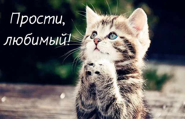 Открытка Открытки с извинениями любимым - Мягкий котенок: открытка с милым котенком | Красивая открытка #28