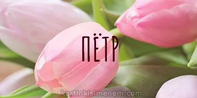 Открытка Открытки с именем Петр - Розовые тюльпаны: открытка с нежностью | Красивая открытка #162