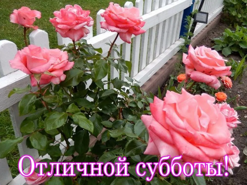 Открытка Открытки на субботу - Розовые розы на фоне белого забора  открытка | Красивая открытка #10