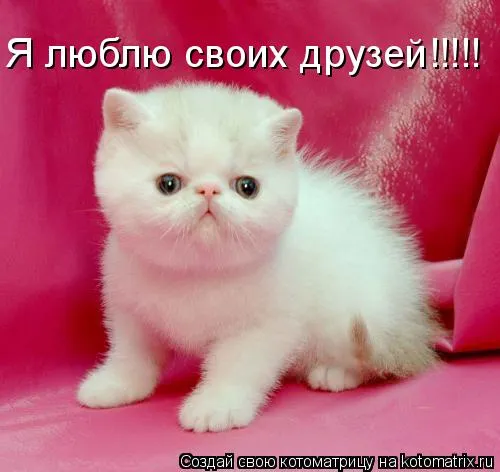 Открытка Люблю друзей - Милый котенок на открытке - фото для поздравлений | Красивая открытка #19
