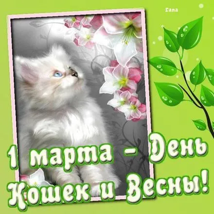 Открытка С Всемирным днём кошек - Котенок и цветущая вишня: Открытка с 1 марта | Красивая открытка #70