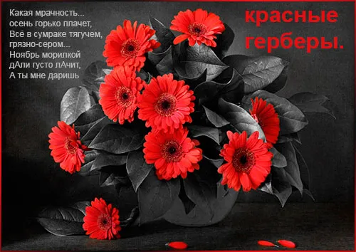Открытка С герберами - Букет красных гербер в черно-белом стиле | Красивая открытка #18