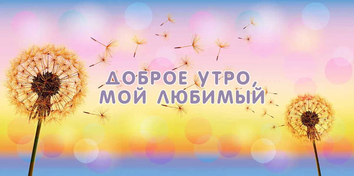 Открытка Доброе утро - Открытка "Доброе утро, любимый"  фото одуванчиков | Красивая открытка #537