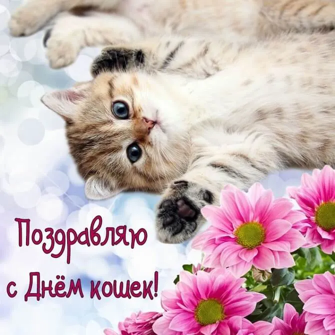 Открытка День Кошек - Котенок с цветами: открытка с днем рождения | Красивая открытка #7