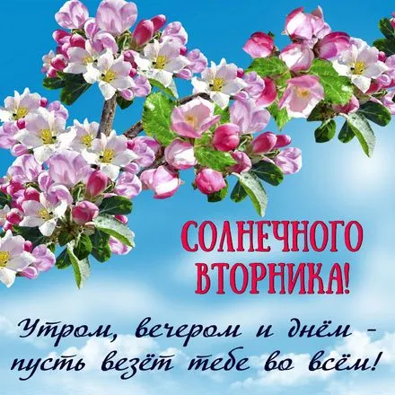 Открытка С вторником - Цветущая вишня на фоне голубого неба | Красивая открытка #38