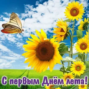 Открытка С первым днём лета - Открытка с подсолнухами и бабочкой | Красивая открытка #54