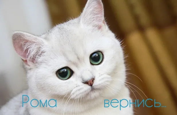 Открытка Открытки с именем Роман - Белый кот с зелеными глазами: открытка | Красивая открытка #228