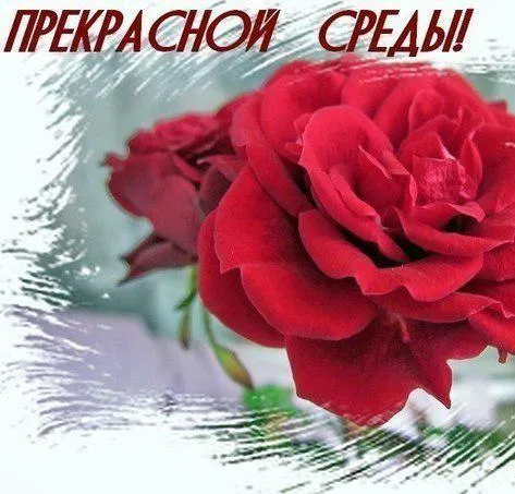 Открытка Удачной среды - Красная роза на открытке: Красота и нежность | Красивая открытка #8