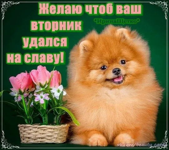 Открытка Открытки на вторник - Открытка с щенком и тюльпанами | Красивая открытка #104