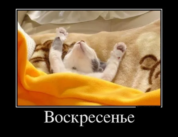 Открытка Открытки на воскресенье - Забавная открытка с котенком | Красивая открытка #149