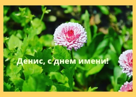 Открытка открытки с именем Денис - Открытка с днем имени: нежные цветы на фоне зелени | Красивая открытка #200