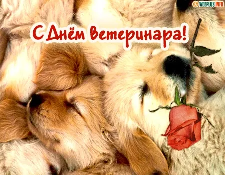 Открытка Открытки с днем ветеринара - Две собаки и роза: открытка с любовью | Красивая открытка #12