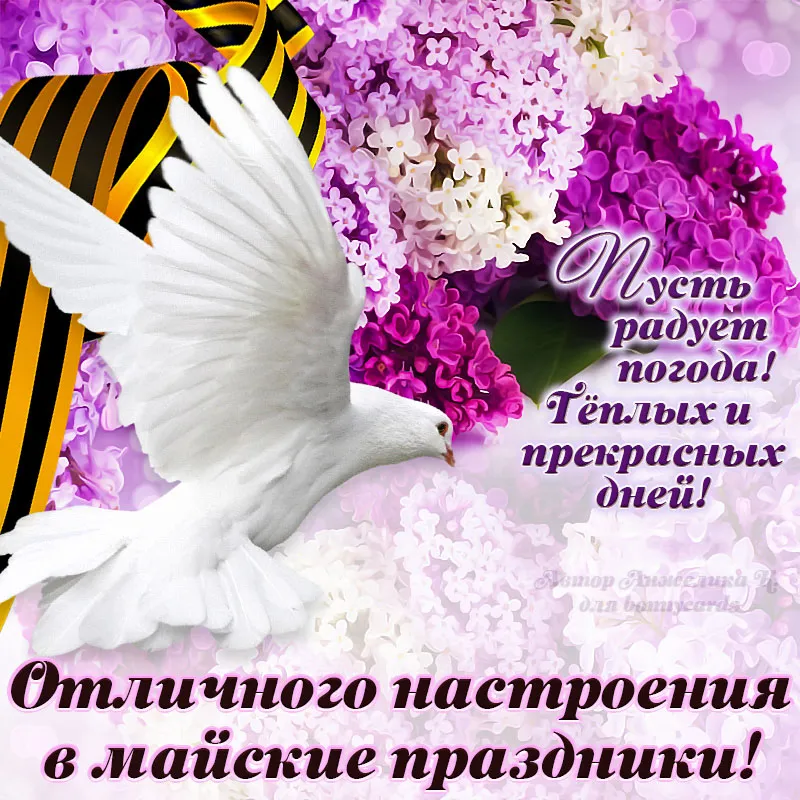 Открытка С сиренью - Белый голубь на фиолетовых цветах. Открытка с поздравлением | Красивая открытка #94