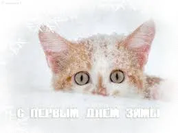 Открытка открытки с первым днем зимы  - Котенок на снегу: милая поздравительная открытка | Красивая открытка #136
