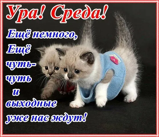 Открытка Со средой - Милый котёнок в синей кофте | Красивая открытка #33