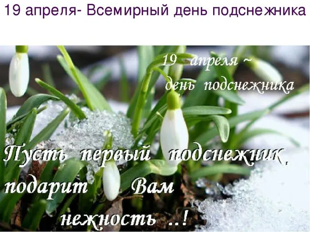Открытка День подснежника - Подснежники: нежная весенняя открытка | Красивая открытка #20