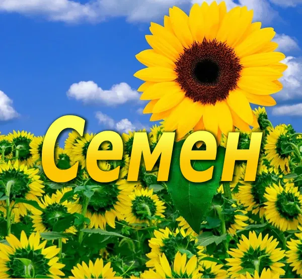 Открытка Открытки с именем Семен - Подсолнухи на фоне голубого неба | Красивая открытка #233