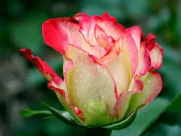 Открытка Открытки с цветами - Розовая роза: нежная открытка с цветами | Красивая открытка #144