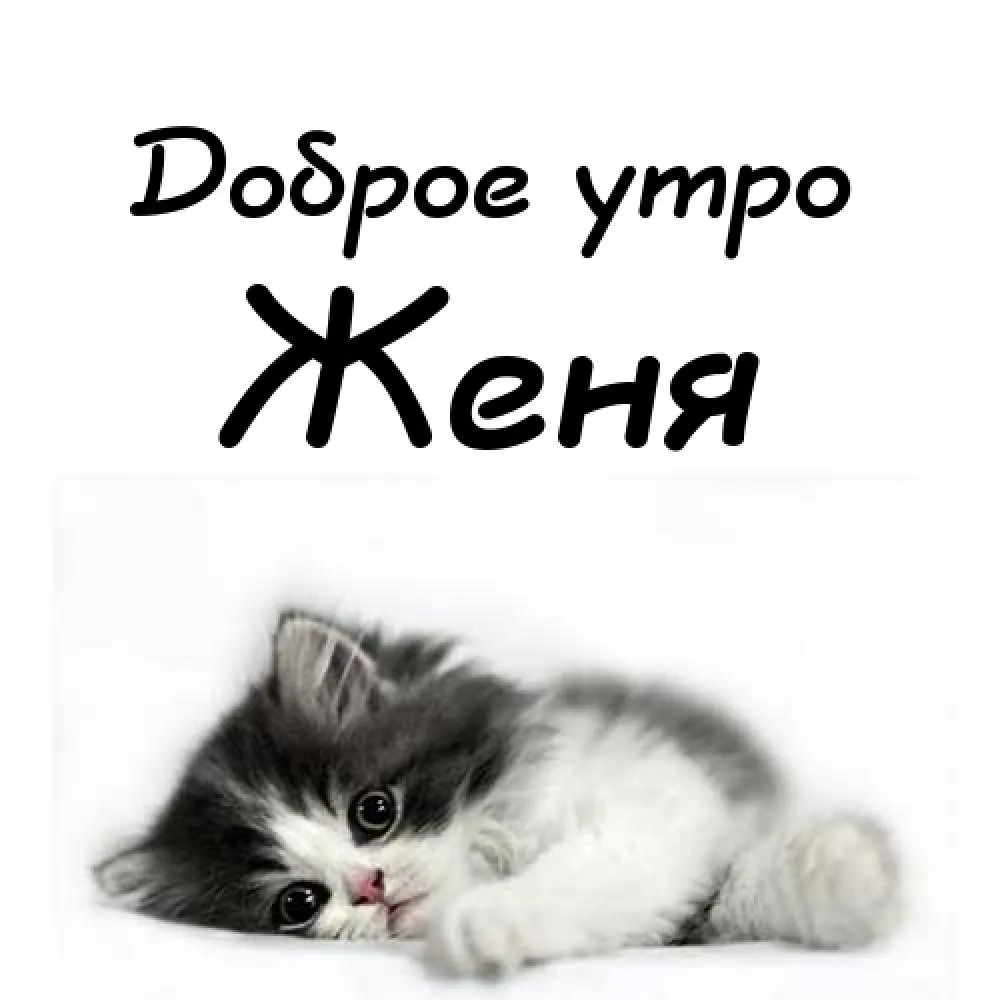 Открытка открытки с именем Евгений - Милый котенок на открытке: поздравления с праздником | Красивая открытка #91