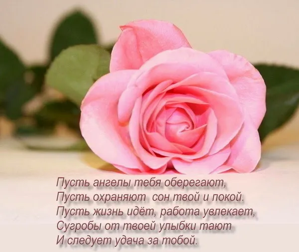 Открытка Пожелания любимым - Розовая роза на открытке: красивое поздравление | Красивая открытка #23