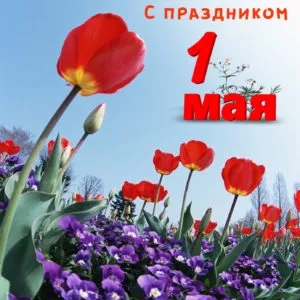 Открытка С маком - Поле тюльпанов: красные цветы и весенний пейзаж | Красивая открытка #57