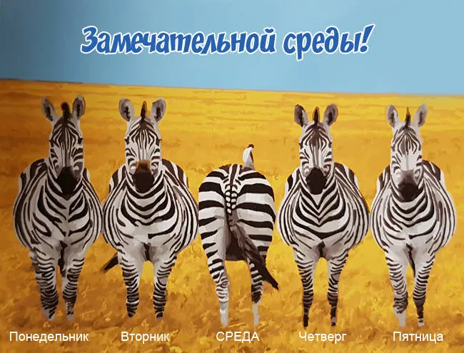 Открытка Открытки на среду - Забавная открытка с зебрами на фоне заката | Красивая открытка #224