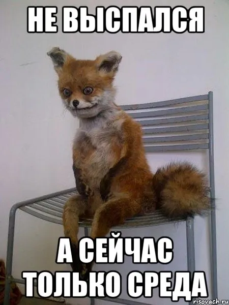Открытка Среда - Забавная лиса на стуле: открытка с юмором | Красивая открытка #67