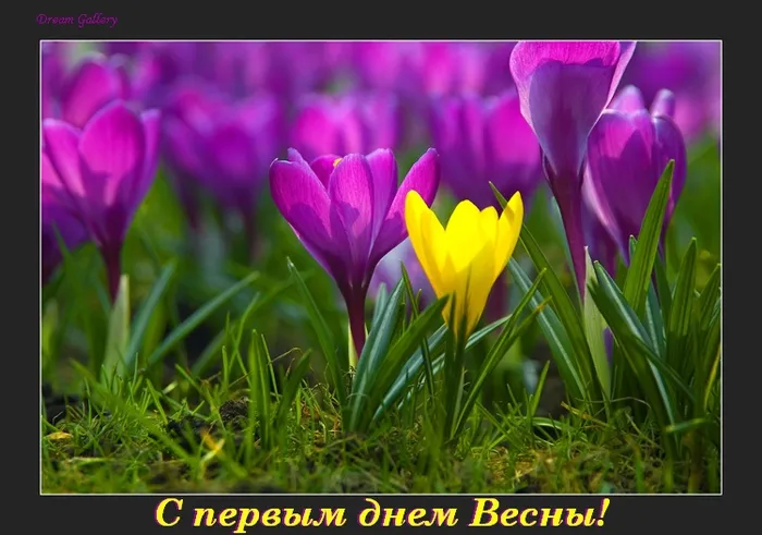 Открытка С крокусами - Весенние крокусы: яркие цветы, фото для открытки | Красивая открытка #6