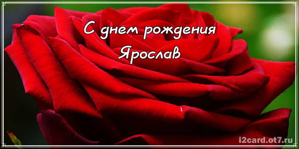 Открытка Открытки с именем Ярослав  - Открытка с красной розой: С днем рождения | Красивая открытка #166