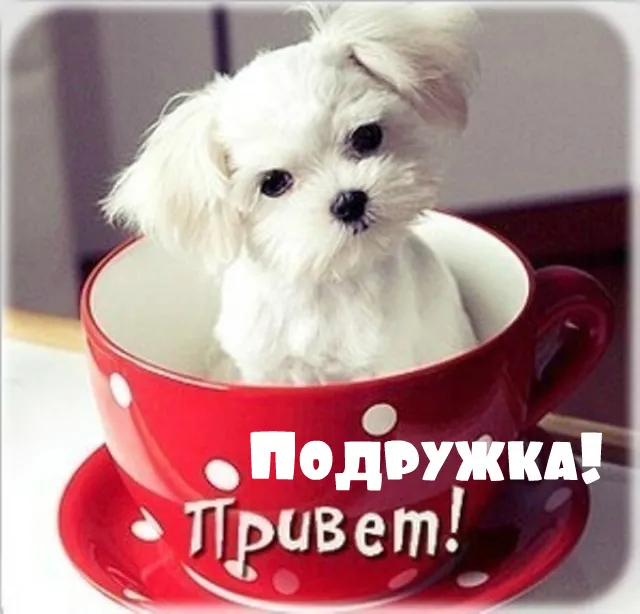 Открытка Привет другу/подруге - Милый щенок в чашке: Открытка с сюрпризом! | Красивая открытка #23