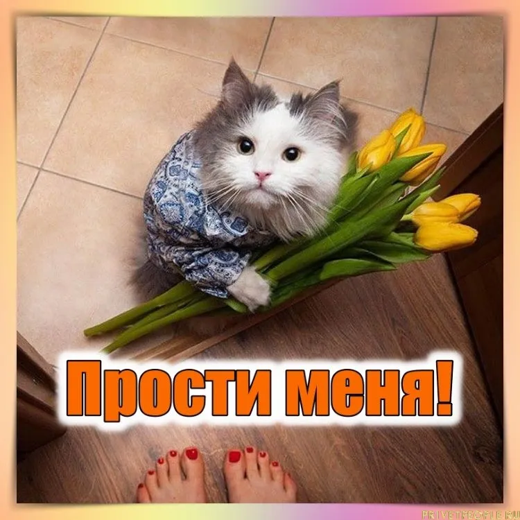 Открытка Прости меня - Котенок с цветами: милая открытка с котиком | Красивая открытка #13