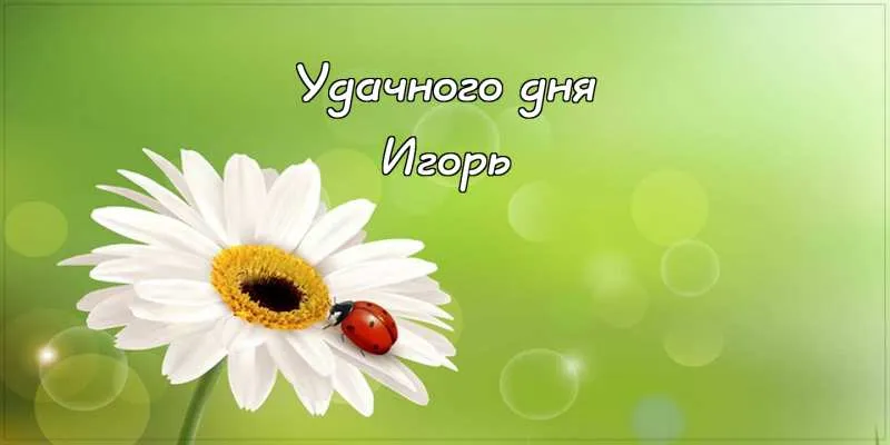Открытка открытки с именем Игорь - Открытка с ромашкой и божьей коровкой | Красивая открытка #230