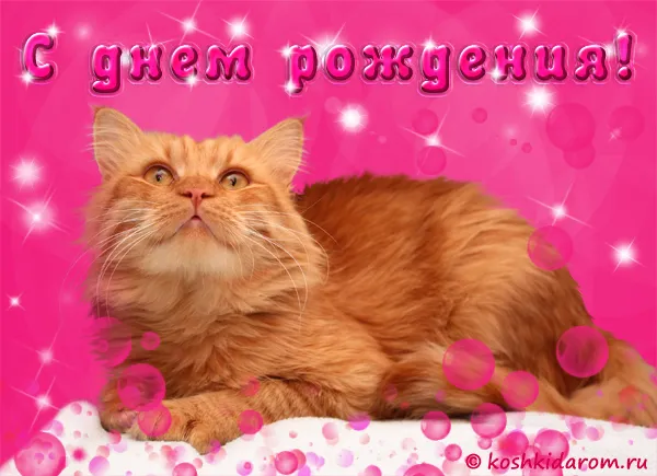 Открытка С кошками - Открытка с рыжим котом на день рождения  Koshkidarom | Красивая открытка #60