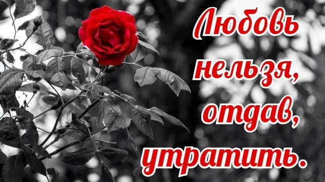 Открытка Романтические цитаты - Открытка с красной розой на черном фоне | Красивая открытка #20