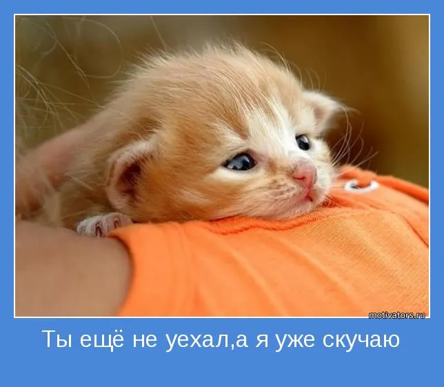 Открытка Скучаю - Милый котенок на оранжевой ткани | Красивая открытка #101