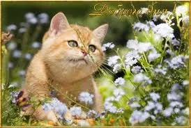 Открытка Открытки хорошего дня - Милый котенок в цветах: открытка с котенком | Красивая открытка #240