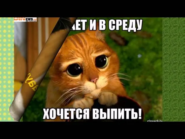 Открытка Открытки на среду - Котенок с удивленным взглядом - смешная открытка | Красивая открытка #196