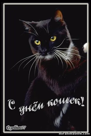 Открытка С Всемирным днём кошек - Открытка с черным котом: С днем! | Красивая открытка #29
