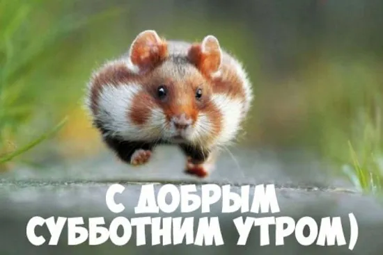 Открытка Открытки на субботу - Открытка с милым хомяком. Поздравления с добрым утром | Красивая открытка #144