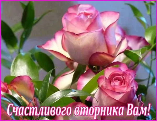 Открытка Открытки на вторник - Розовые розы: открытка со словами "Счастливого вторника!" | Красивая открытка #107
