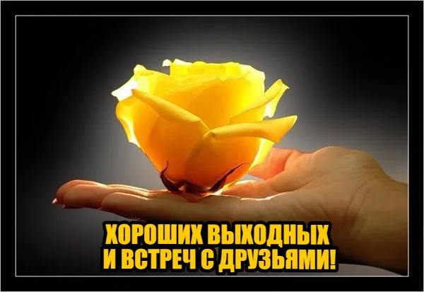 Открытка Выходные - Желтая роза на ладони: открытка с праздником | Красивая открытка #100